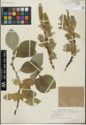 Foto von Salix glandulifera Flod.